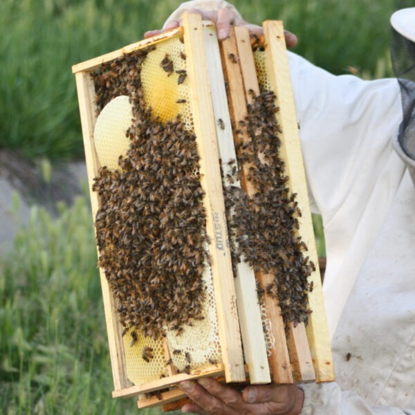5-Frame Hive Nucleus with Queen 2024