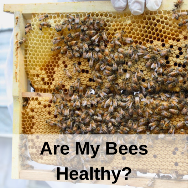 Course 4. Are My Bees Healthy? – The Honey Company