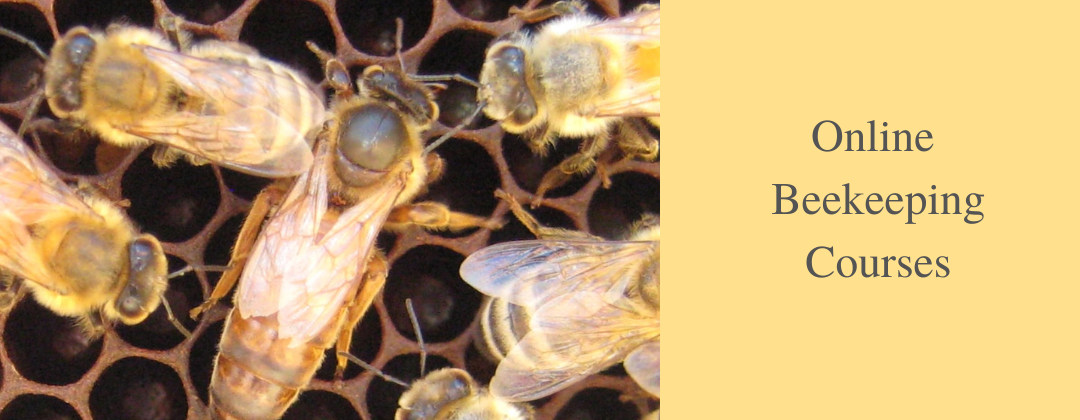 Slider image online beekeeping courses