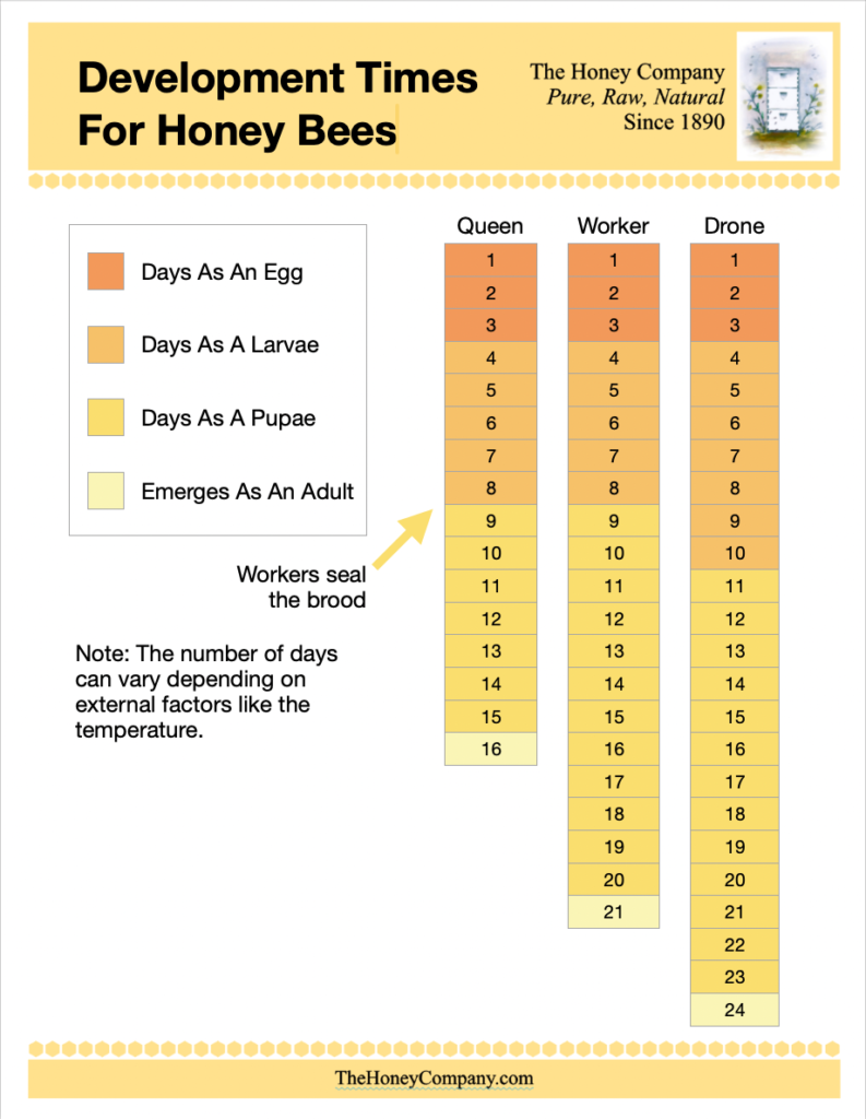 Development Times For Honeybees